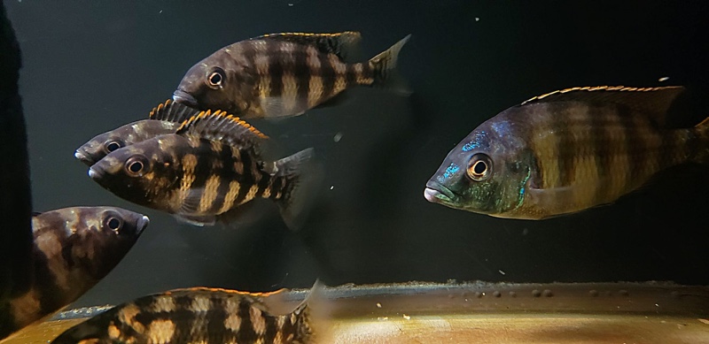 Protomelas sp. 'johnstoni solo'